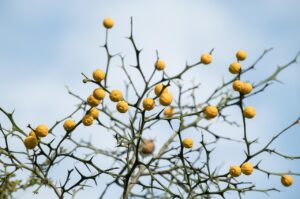 清潔感のある香水で女性におすすめのフレグランスは？