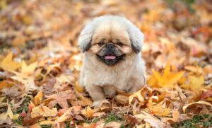 香水を使ったシャンプーでおすすめのメンズ向け商品は？