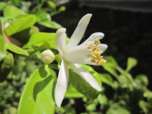 シトラス系のモテる香りはどれがおすすめ？