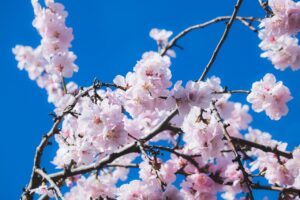 匂いで恋愛感情はどうやって生まれるのか？